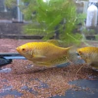 中古Red Sea海水魚用オーバーフローセット リーファー170 中古Red Sea海水魚用オーバーフローセット リーファー170