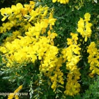 「さがみの仲良し小道」で「エニシダ」の黄色の花と一会！！