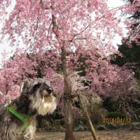 春爛漫　駿河療養所の桜