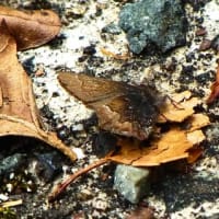 コツバメ Callophrys ferrea ：宅緩便
