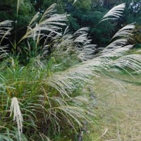 【雑記】万博記念公園に行ってきました。