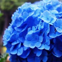 「私の四季」紫陽花の季節