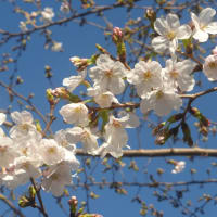 桜の開花が遅い