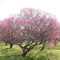 ３月（弥生）に入りました。