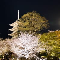  2025　京都さくら旅③（東寺-2）