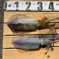 北風が強かったので