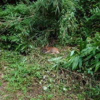 7月最後に。