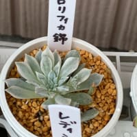 手触り最高な子