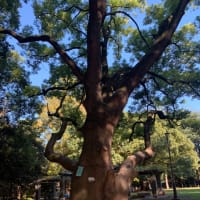 木に会いに行きましょう