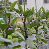 菜園の状況は