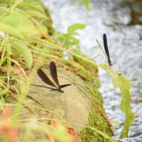 かわいい夏色、かわいい神様。