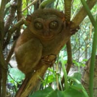 動物園は悲しい場所