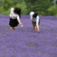 幌見峠のラベンダー園