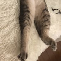 今日のニャンコ