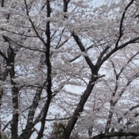 桜　満開だよ！！