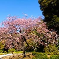 「桜と福寿草」／新宿御苑
