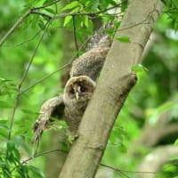 飛べないけれど翼バタバタ、フクロウの幼鳥。