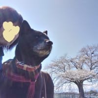 ﾜﾝ散歩ｺｰｽ 桜