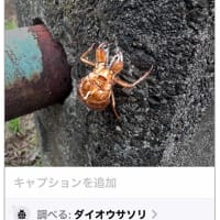 ダイオウサソリとセミの抜け殻