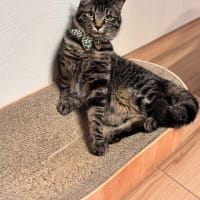 幸せ報告②りょうくん、キキくん家猫になれたね！