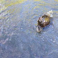 初魚？種！