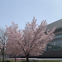 桜花爛漫
