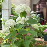 花と緑のある６月　　〜花姿いろいろ〜