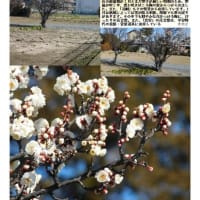 花巡り「梅－360」　幸手　高須賀付近　