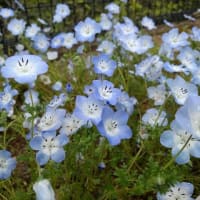 青い花「ネモフィラ」が見頃です★