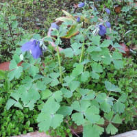 「西洋オダマキ」落ち種から開花。