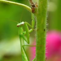 タチアオイとカマキリ（足立区都市農業公園 2025.7.6 撮影）