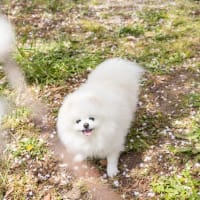 ポメラニアンの、ゆきが９歳に♪