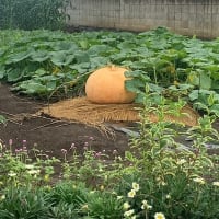 農家さんの趣味