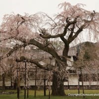 2024醍醐寺の桜