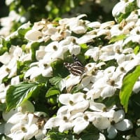高原のチョウ