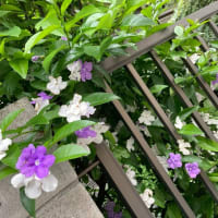 25/05/16-21のダイアリー #湯江タケユキ #ユリ・ゲラー #コンビニ