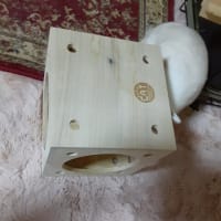 ラビッツ村のまるちゃん疲れたお顔