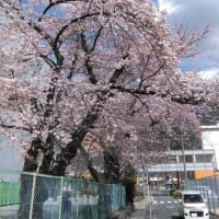 農林坂の桜