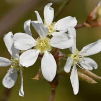鉢植えの「ジューンベリー」（１）早春の花