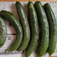 収穫野菜や頂き野菜とサークル差入れ
