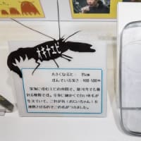 淡島水族館2Fの生き物 FILE:10　企画展示