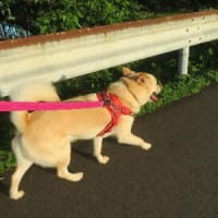 キツネがまだいた