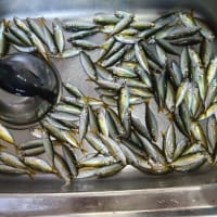 鯵釣り