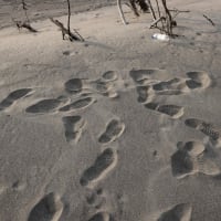 自分の足跡　My Footprints