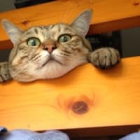 なになに⁈