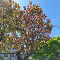 ４・１６　初めて気が付いた2種の八重桜