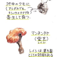 ◆洞峰公園・きのこ・キンラン◆