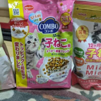 №１５７譲渡会の報告