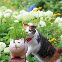 紫陽花の庭で