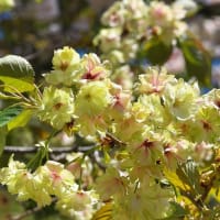 高遠町　花の丘公園の八重桜　其の1（2025年04月29日　火　☀）